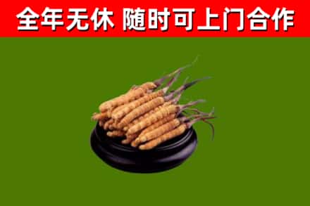 颍上回收冬虫夏草