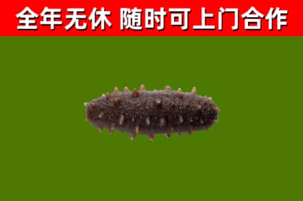 颍上回收海参干
